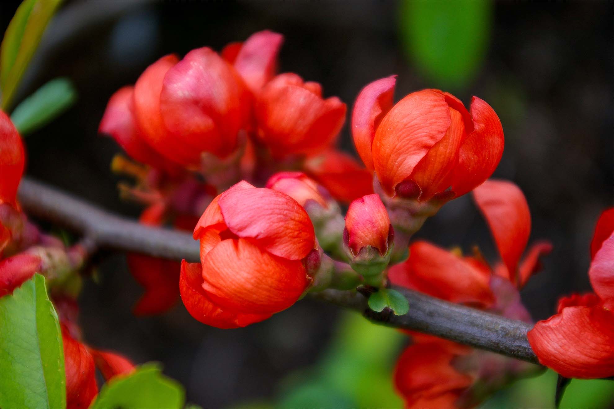red garden flowers