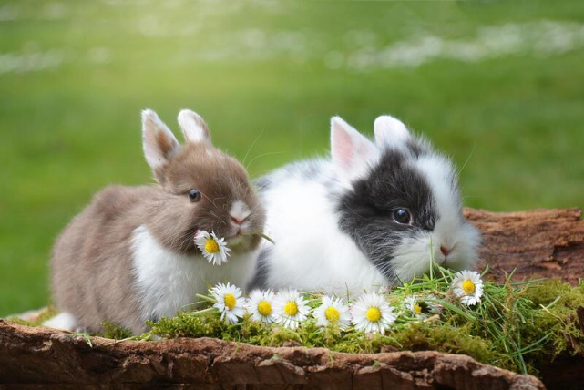 rabbits in a garden